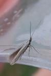 Coleophora