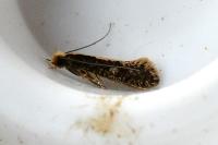 Monopis crocicapitella