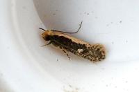 Monopis crocicapitella