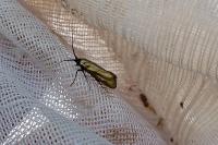 Adela reaumurella