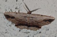Menophra abruptaria