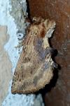 Ptilodon capucina