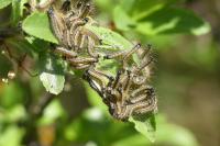 Malacosoma neustria