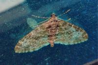 Lobophora halterata