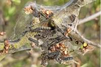 Eriogaster lanestris