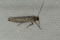 Yponomeuta sedella