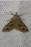 Alucita hexadactyla