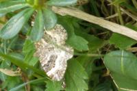 Epirrhoe alternata