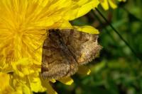 Euclidia glyphica