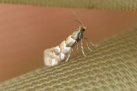 Phyllonorycter emberizaepenella
