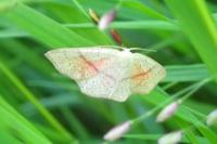 Cyclophora punctaria