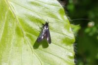 Adela reaumurella