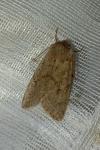 Orthosia cerasi