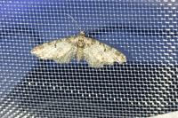 Eupithecia tantillaria
