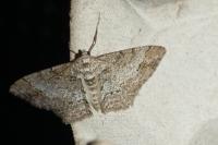Paradarisa consonaria