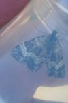 Epirrhoe alternata