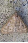 Paracorsia repandalis