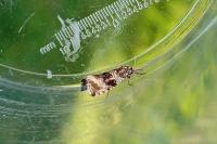 Celypha lacunana