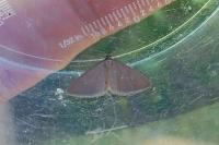 Minoa murinata