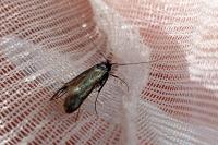 Adela reaumurella