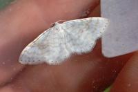 Asthena albulata