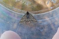 Pyrausta despicata despicata