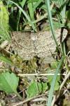 Ectropis crepuscularia