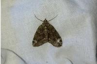Chloroclysta siterata