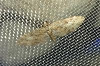 Eupithecia abbreviata
