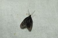 Epichnopterix