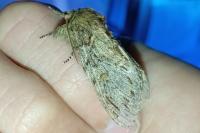 Peridea anceps