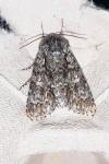Acronicta rumicis