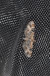 Eupithecia laquaearia