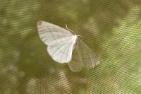 Cabera pusaria