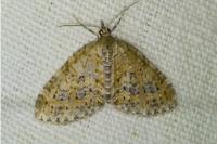 Acasis viretata