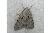 Acronicta psi/tridens