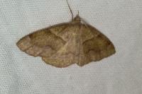 Plagodis pulveraria
