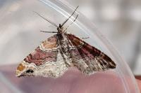 Xanthorhoe spadicearia/ferrugata