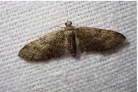 Eupithecia abbreviata