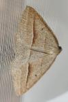 Petrophora chlorosata