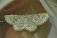 Asthena albulata