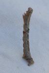 Epione repandaria