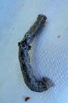 Epione repandaria