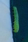 Cosmia pyralina