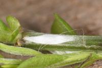 Leucoptera spartifoliella