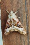 Phlogophora meticulosa