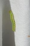 Orthosia incerta