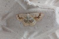 Cyclophora annularia