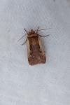 Ochropleura plecta