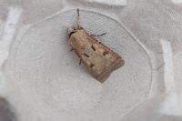 Agrotis exclamationis exclamationis
